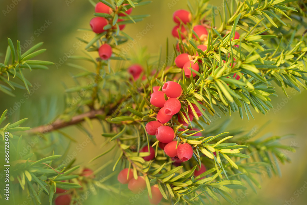 false fruits of a yew, common yew, English yew, European yew, taxus baccata 