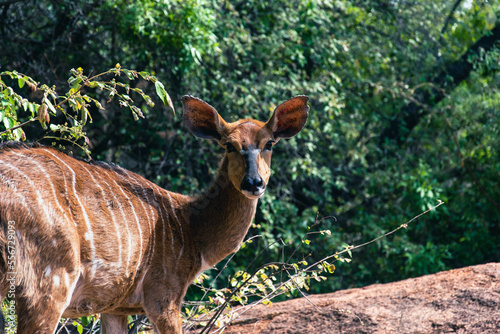 Bushbuck in the wild