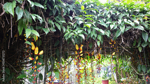 Yellow and red Indian Clock Vine or Thunbergia mysorensis or Clock Vine flower dangling down and the plant can form into a nice shady roof in the garden. photo