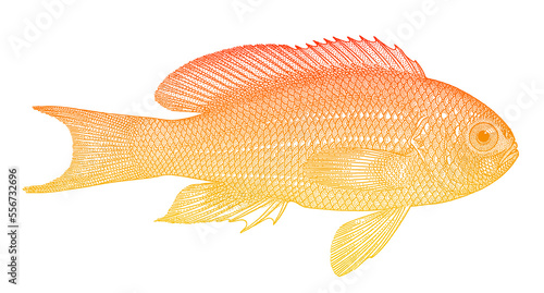 female sea goldie pseudanthias squamipinnis, tropical reef fish in side view