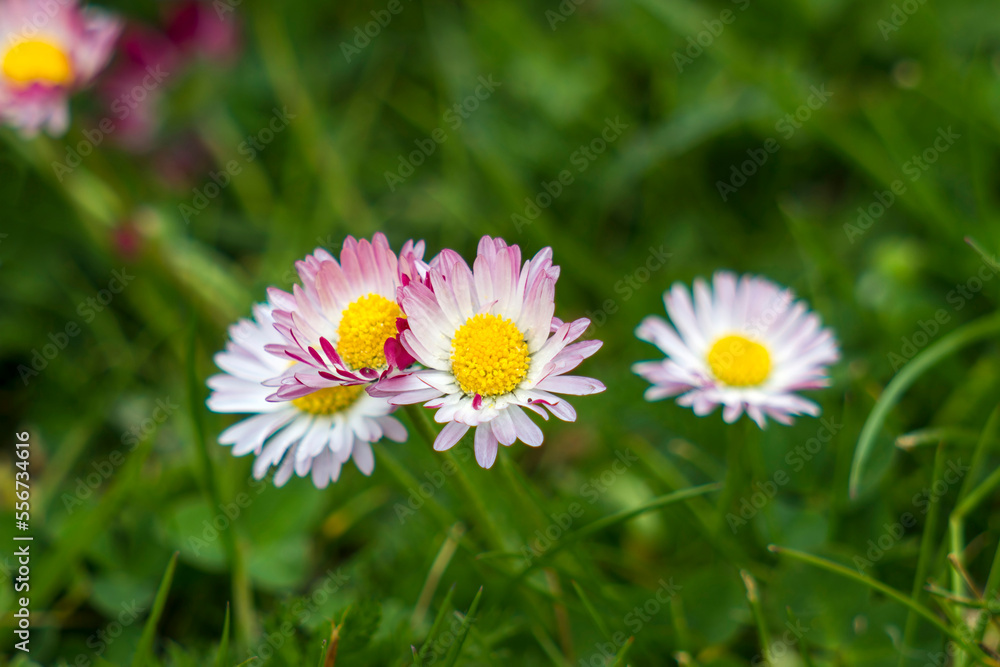 blooming daisies flowers in the garden blooming daisies flowers in the garden