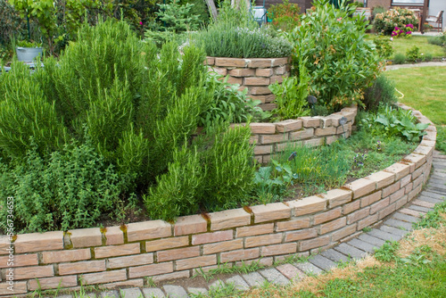 herb spiral in the garden with fresh herbs