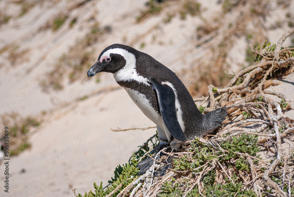 Obraz premium Penguin