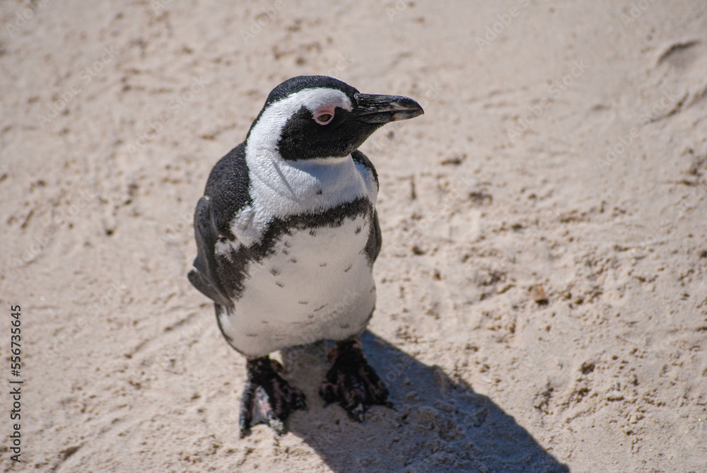Fototapeta premium Penguin