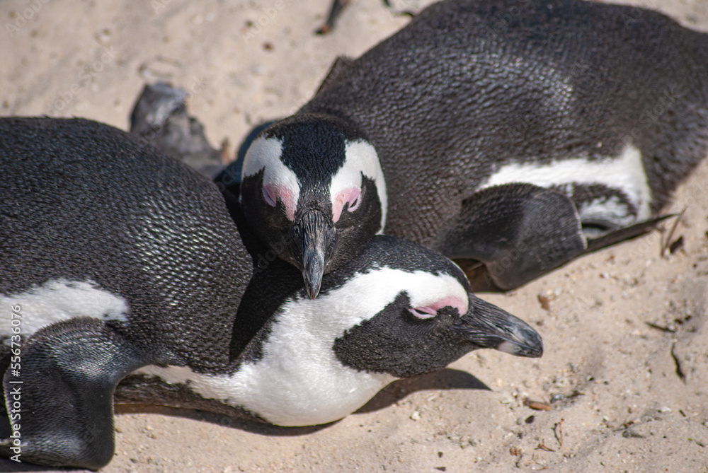 Naklejka premium Penguin