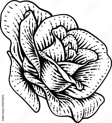 A rose flower design in a woodcut vintage retro style
