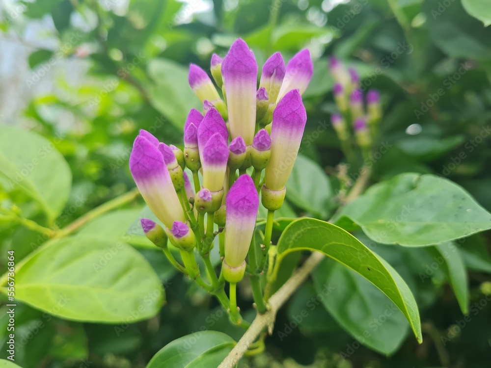 Fototapeta premium pink and white flowers