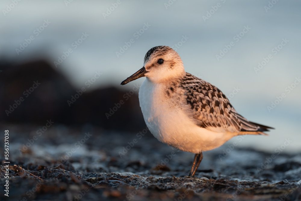 Sanderling looking for food at the baltic sea coast Sanderling looking for food at the baltic sea coast