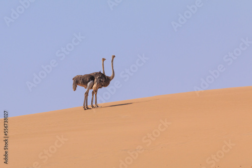 Ostrich in the dunes of the Namib Desert  Swakopmund  Namibia.