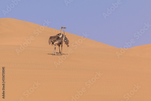 Ostrich in the dunes of the Namib Desert  Swakopmund  Namibia.