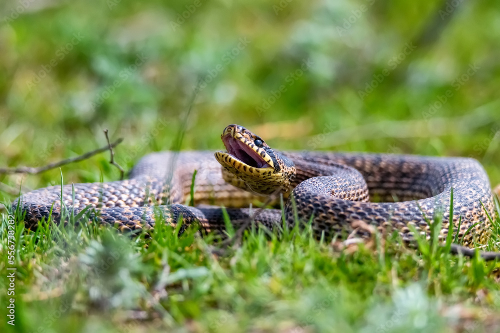 Obraz premium Close-up of blotched snake or Elaphe sauromates strikes