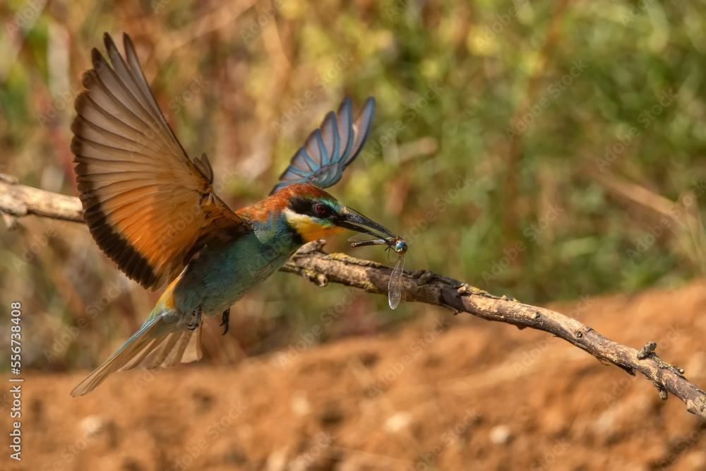 European bee-eater or Merops apiaste flies with dragongly kill European bee-eater or Merops apiaste flies with dragongly kill