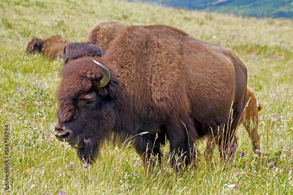 Bison Paddock, Waterton Lakes National Park, Alberta, Canada Bison Paddock, Waterton Lakes National Park, Alberta, Canada
