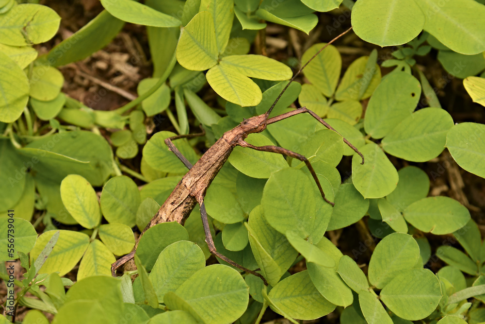 Stick Insect Stick Insect Is An Insect Of The Order Phasmatodea Also 