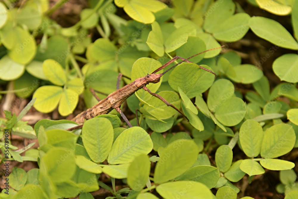 Stick insect . Stick insect is an insect of the order Phasmatodea, also ...