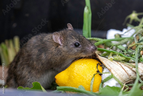 rat on the compost