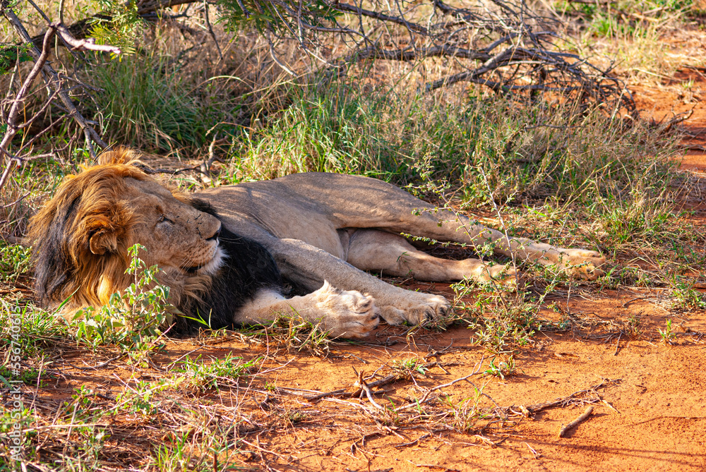Naklejka premium African Lion