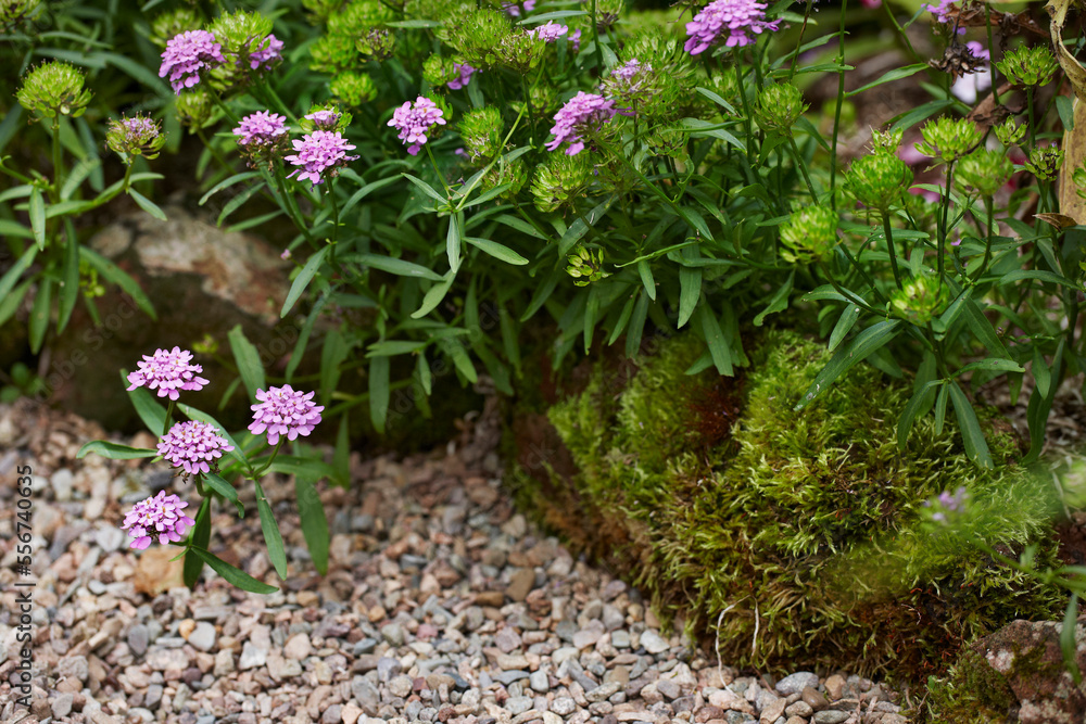 annual candytuft, Iberis umbellata (Fairy Series) garden edging in