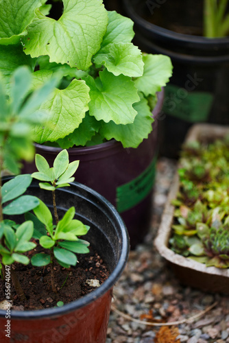 garden plants (hen and chicks, Gaultheria procumbens, wintergreen) in plant pots as seedlings for outdoor garden, Canada photo