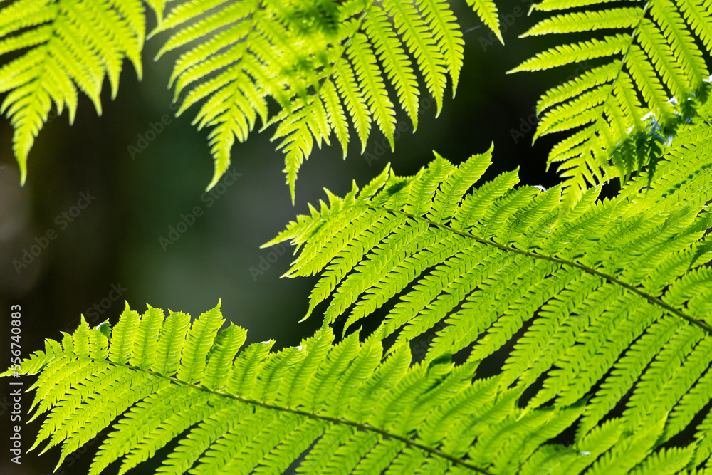 Bright green, healthy fern plants seen in Australian rainforest with close detail. Bright green, healthy fern plants seen in Australian rainforest with close detail.