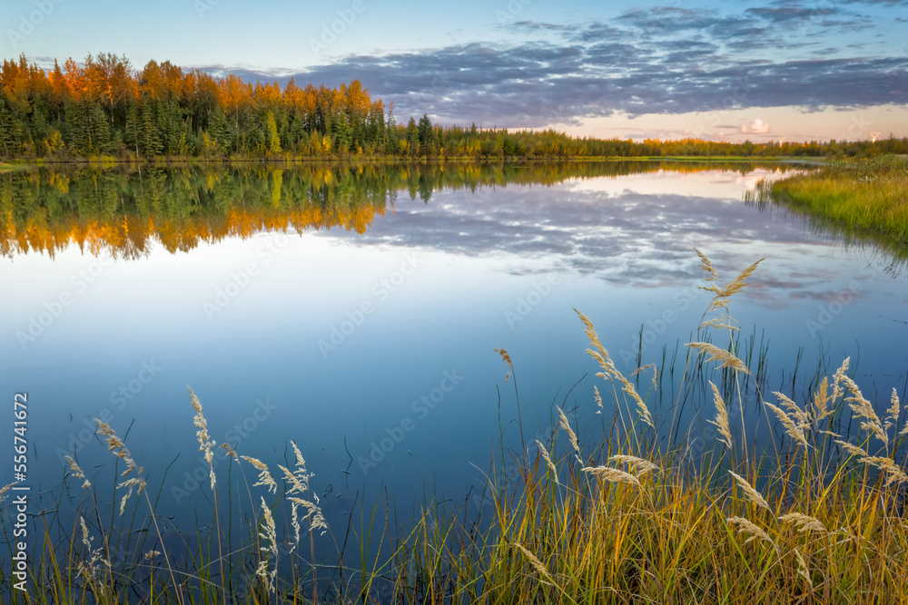 Autumn coloured forest reflects on Nenana city pond at sunset, Interior Alaska in autumn; Nenana, Alaska, United States of America Autumn coloured forest reflects on Nenana city pond at sunset, Interior Alaska in autumn; Nenana, Alaska, United States of America