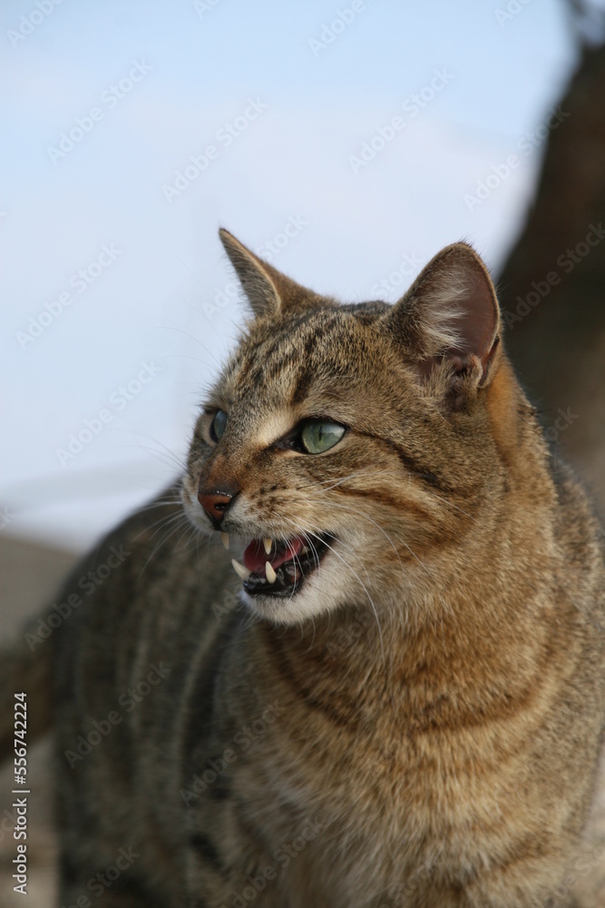 Obraz premium groźny kot