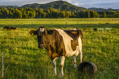 A cow stands in a farm field at sunset looking at the camera in Totara Flat, the centre of the farming industry in the Grey county; South Island, New Zealand photo