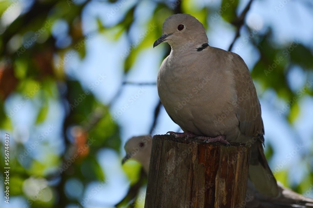 Obraz premium gray pigeons on a tree branch