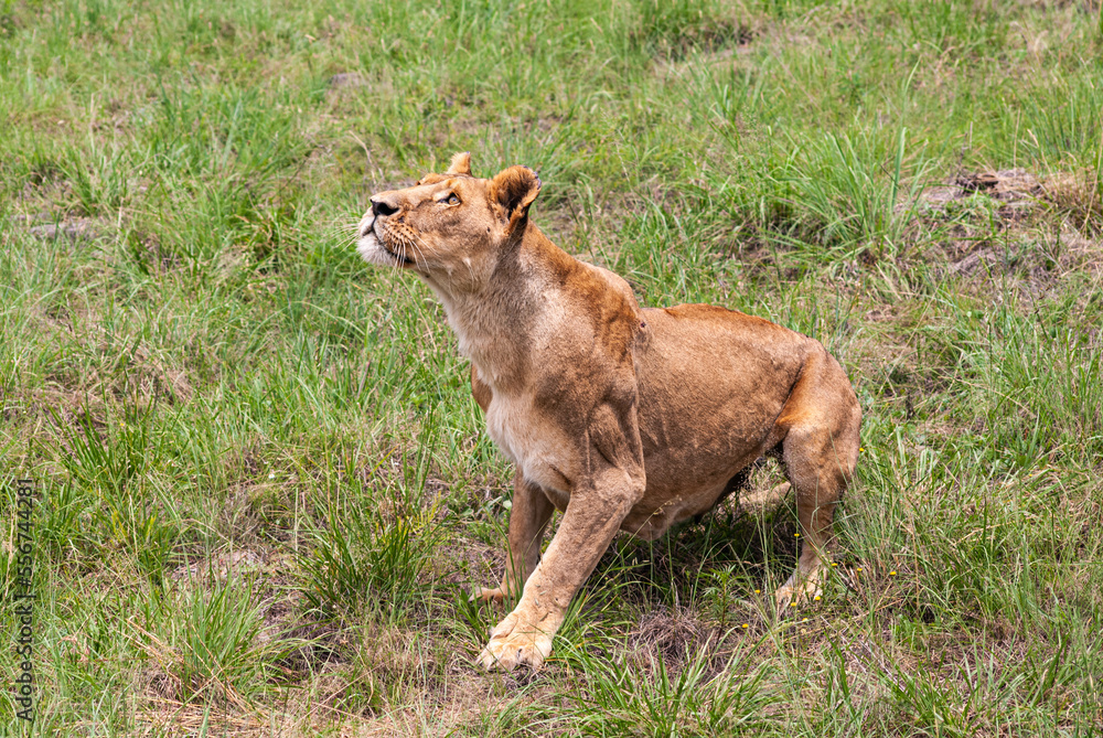Naklejka premium African Lion