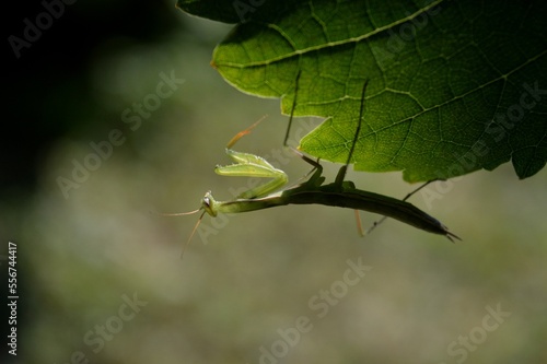 green praying mantis on a green leaf