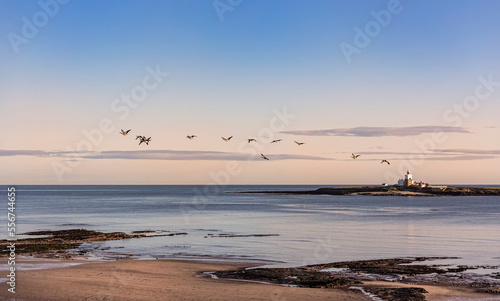 Early morning view of Coquet Island with a flock of birds crossing the beach off the coast of Amble; Northumberland, England, United Kingdom