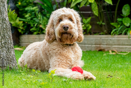 Wallpaper Mural Portrait of a dog lying on grass with a toy; South Shields, Tyne and Wear, England Torontodigital.ca