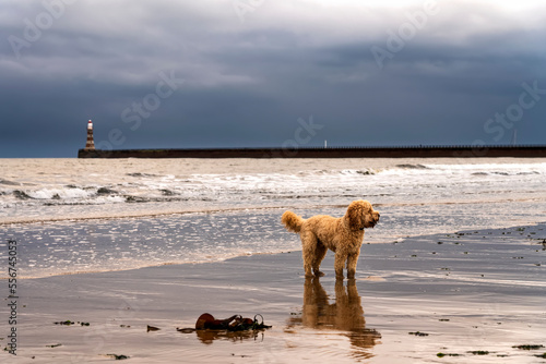 A cockapoo dog stands on the wet sand beach with Roker Pier Lighthouse in the distance under dark storm clouds; Sunderland, Tyne and Wear, England photo