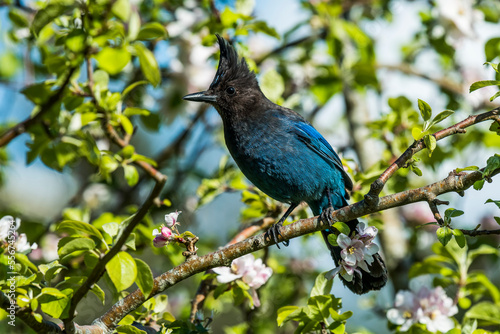 Portrait of a Steller's Jay (Cyanocitta stelleri) perching in an apple tree; Oregon, United States of America photo