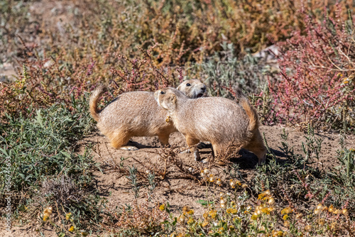 A pair of Black-tailed Prairie Dogs (Cynomys ludovicianus) interacting with each other in the Rocky Mountain Arsenal National Wildlife Refuge; Colorado, United States of America photo