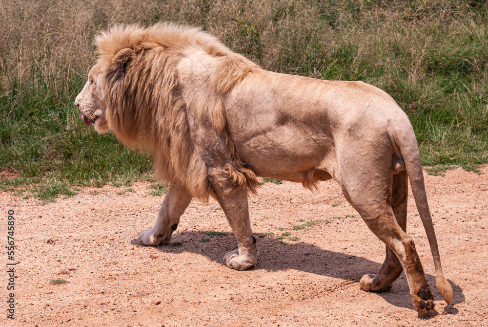 Fototapeta premium African Lion