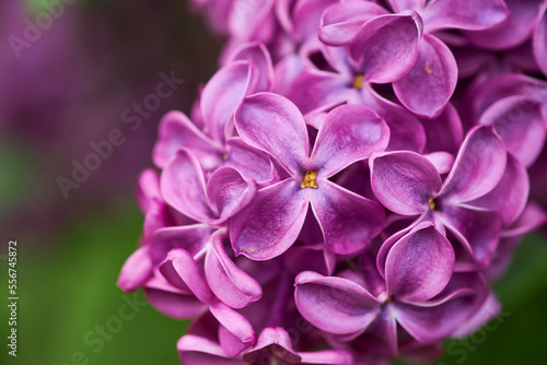 Beautiful purple lilac flowers. Macro photo of lilac spring flowers. © Ryzhkov Oleksandr