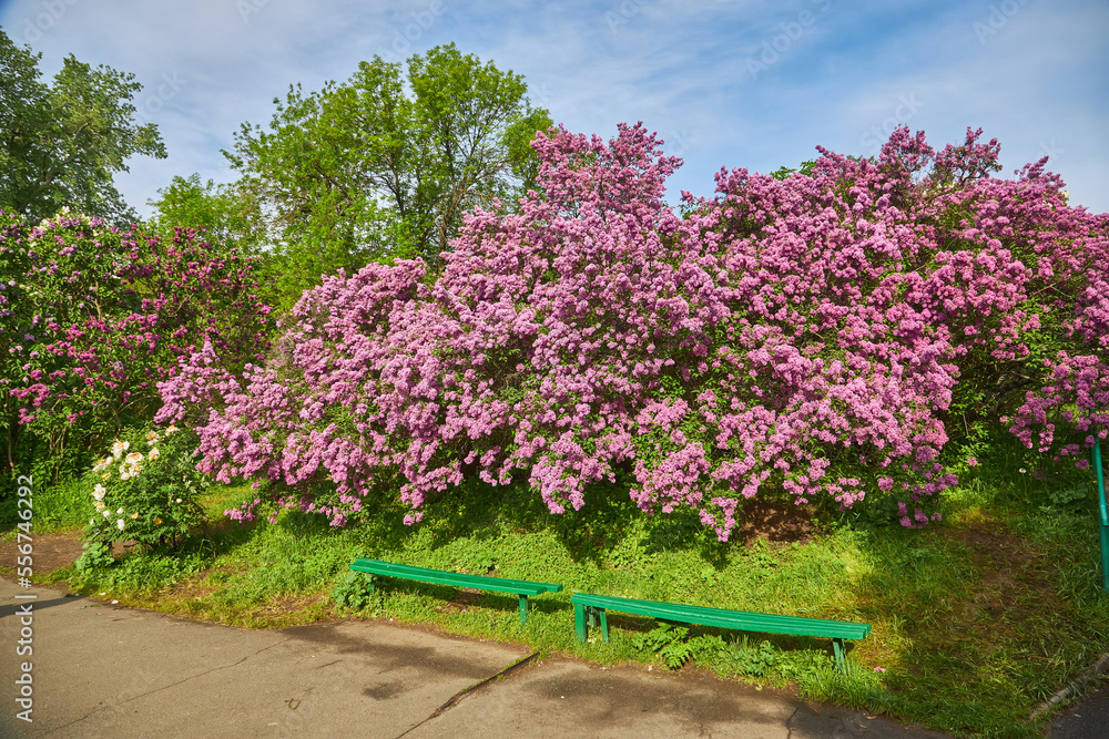 Lilac alley leading to Vydubichi monastery in Hryshko National Botanical Garden with Left bank view, Kiyv