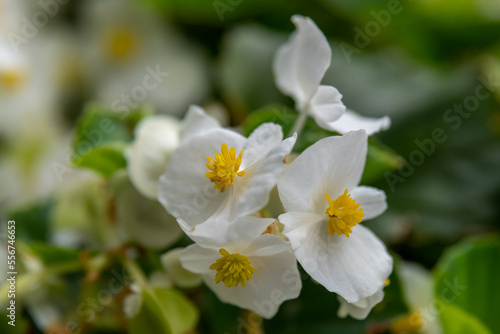 Close up of white Begonia flower with yellow center in rural Minnesota, USA. 