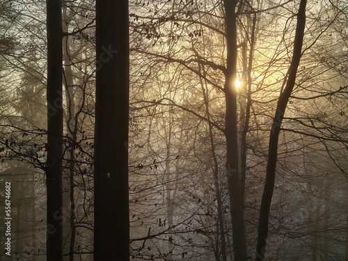 Forest in fog und in the sunshine