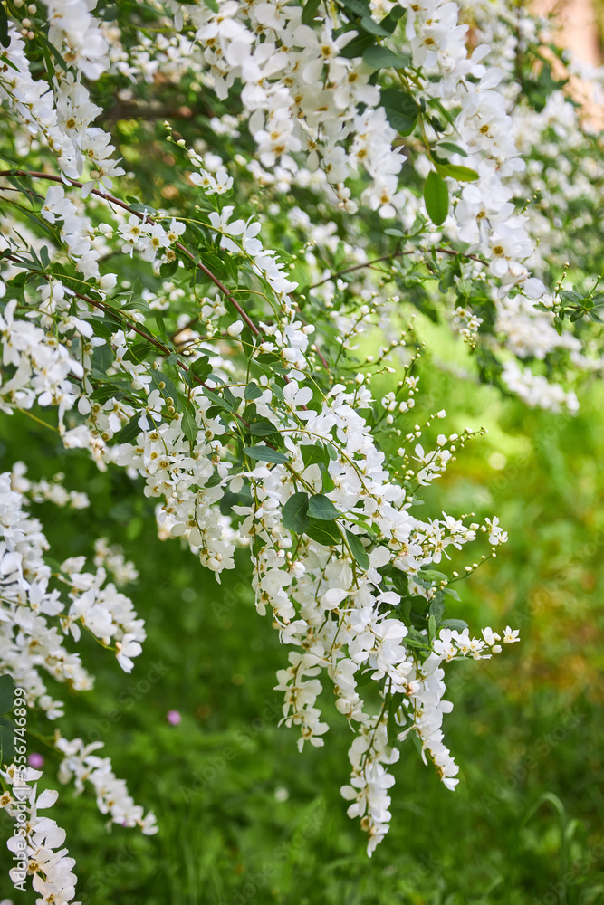 Acacia tree blooming in the spring. Flowers branch with a green background. White acacia flowering, sunny day. Abundant flowering. Acacia tree blooming in the spring. Flowers branch with a green background. White acacia flowering, sunny day. Abundant flowering.