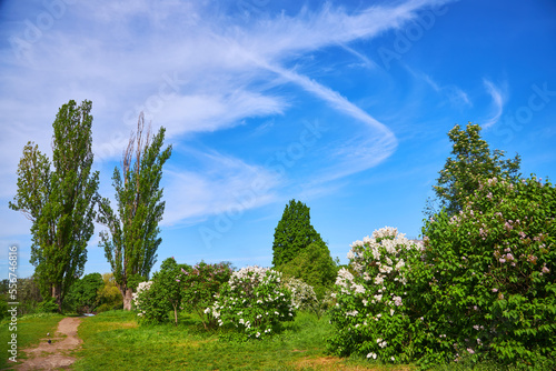 sunny day in lilac alley in a botanical garden