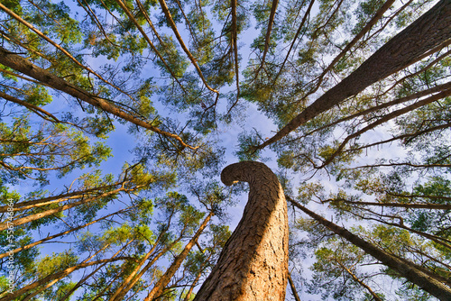 Billede på lærred The Look up into the treetops, magic corkscrew pine trees