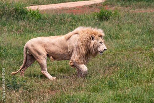 African Lion