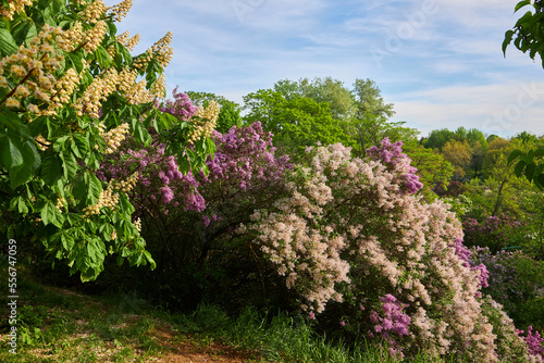 delightful lilac alley in the botanical garden. photo