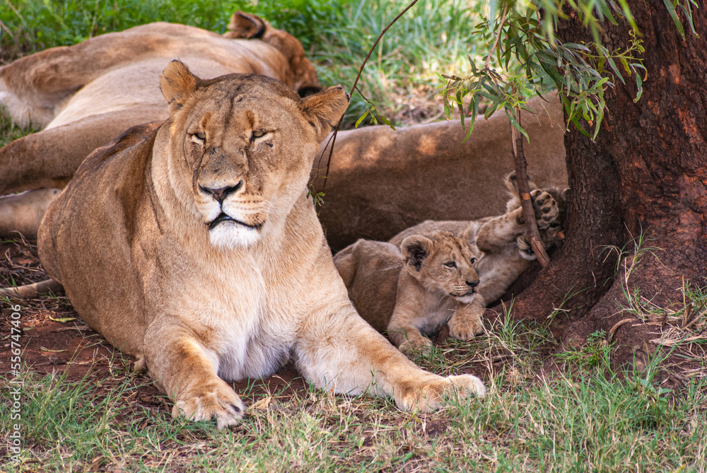 African Lion African Lion
