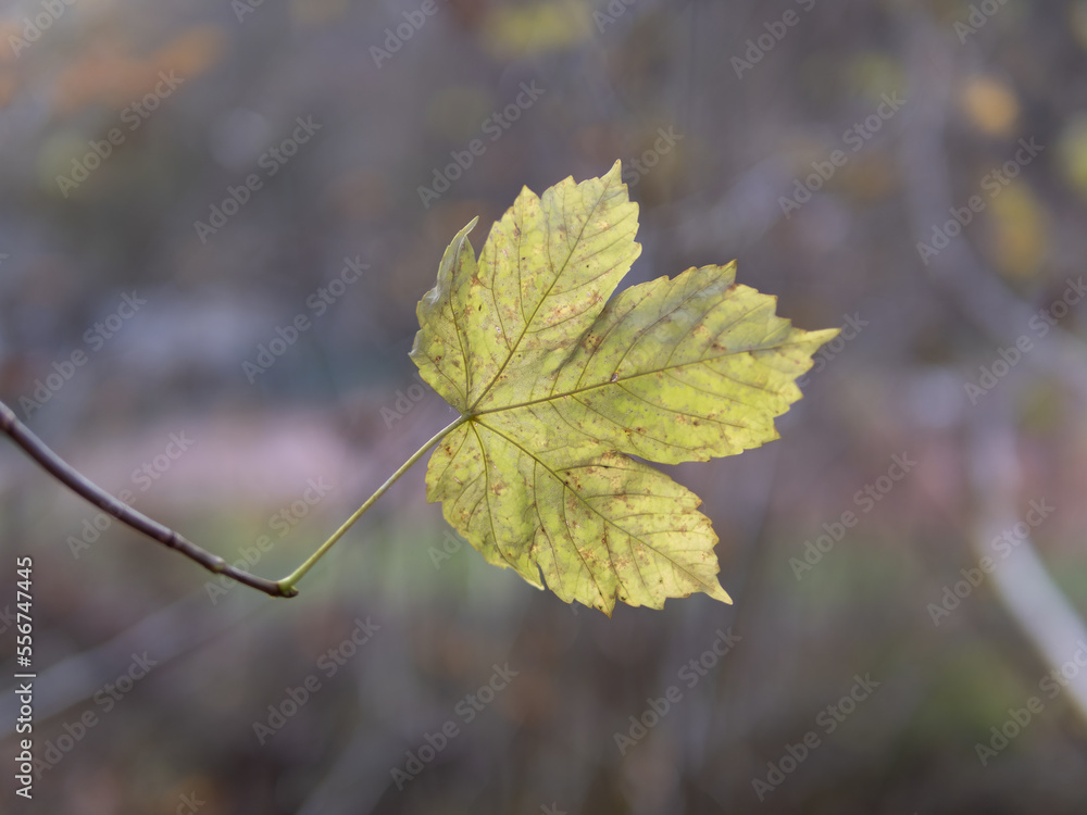 Autumn leaf in the forest Autumn leaf in the forest
