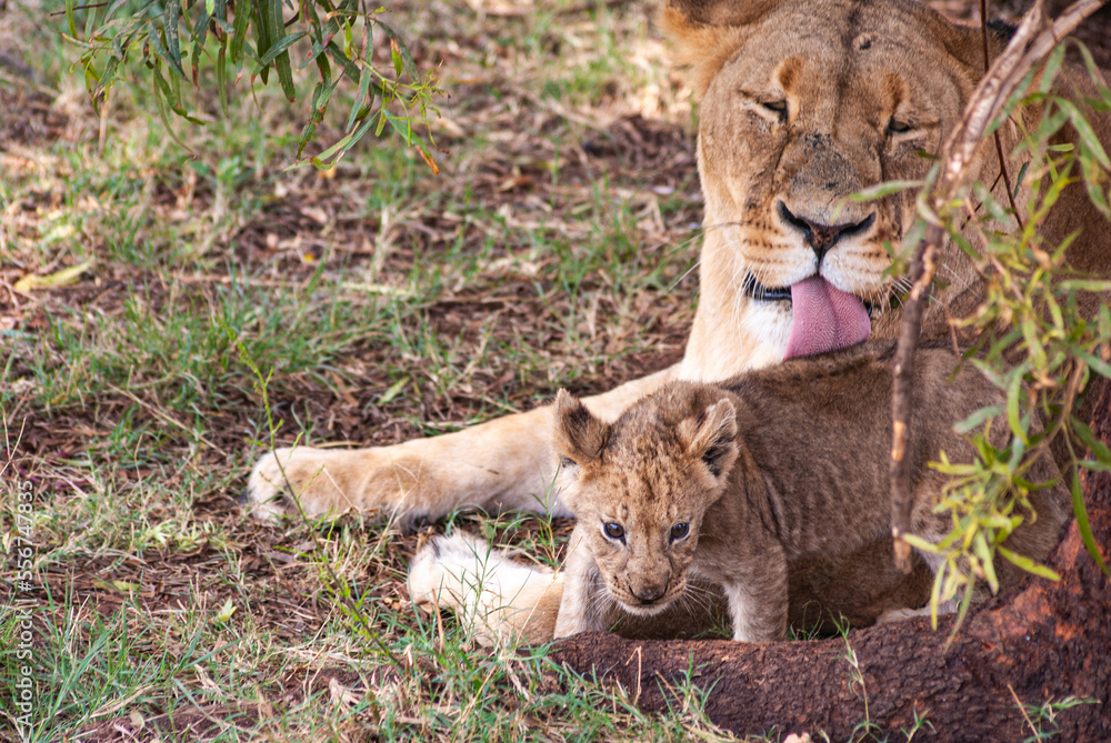 Fototapeta premium African Lion
