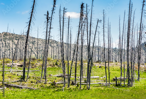 Evidence of the 2017 Diamond Creek Forest Fire just to the North of Mazama Washington; Mazama, Washington, United States of America photo