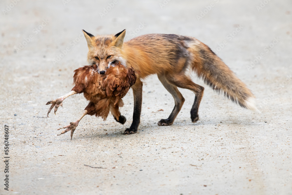 how does a fox kill a chicken